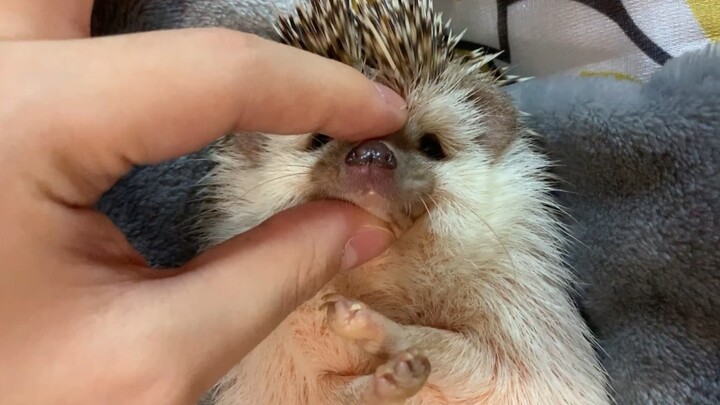 [Animals]What happens when you pinch a hedgehog's mouth?