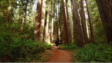 Hiking to Redwood National Park's Fern Canyon