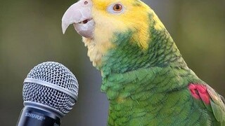 Funny Parrot - รวบรวมวิดีโอนกแก้วตลกแสนน่ารัก NEW HD