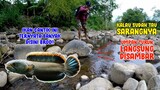 Mancing Ikan Channa Limbata TEPAT DISARANGNYA.. UMPAN TURUN LANGSUNG STRIKE!!