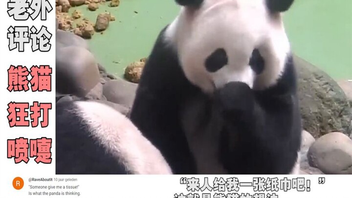 熊猫“连打喷嚏”萌到国外，老外：好有礼貌，用手捂着鼻子嘴巴！