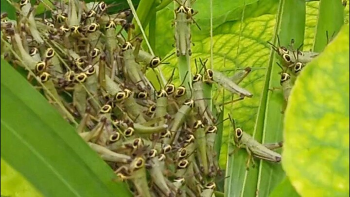 many little grasshopper