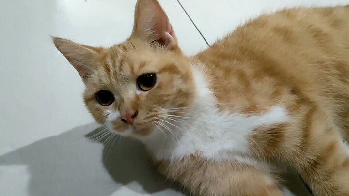 Kucing Lemes abis Wik Wik