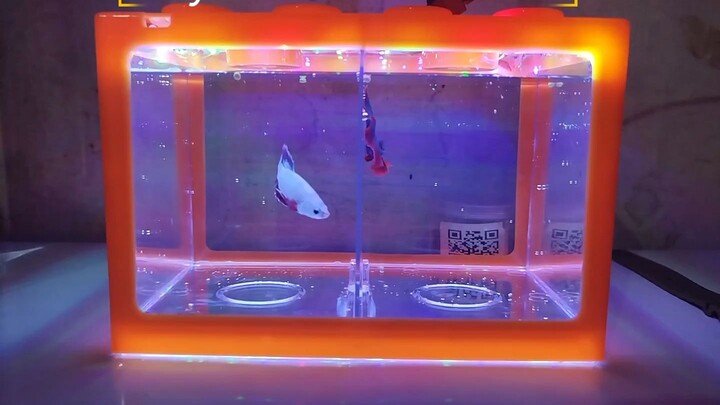 Betta fish flakat