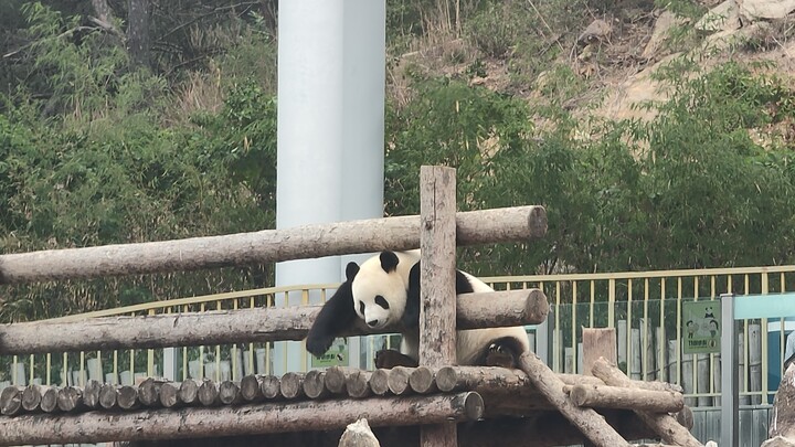 When this panda is full...