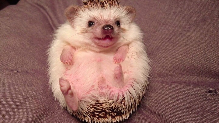Cute Pet Hedgehog