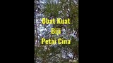 Obat Kuat Sex Biji Petai Cina. Mudah Membuatnya https://youtu.be/Hyg_qqWv21M