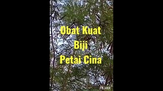 Obat Kuat Sex Biji Petai Cina. Mudah Membuatnya https://youtu.be/Hyg_qqWv21M