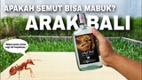 TIMELAPSE: Minuman Legendaris Indonesia [ARAK BALI]