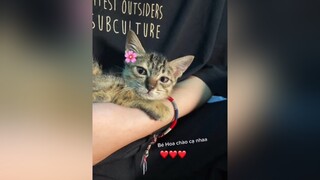 Bé Hoa 2 tháng tuổi. tinhbandieuky cat catsoftiktok catcute meowmeow meocute mèo mèo catlove funny LungLinhNhuHoa