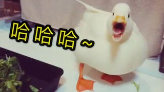【柯尔鸭】给鸭子讲笑话，它笑的停不下来了，一发不可收拾鸭!!!