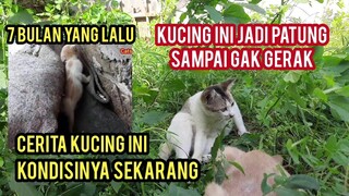 Masya Allah Kucing Ini Bisa Jadi Patung Lucu Banget..!