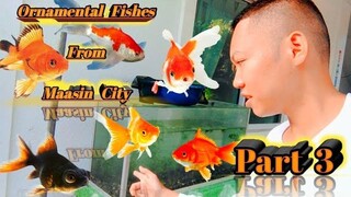 MY ORNAMENTAL FISH (Part 3) - The last part: Putting my goldfishes in the aquarium.