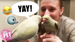 Birds Say the Darndest Things 🐦😂 | Funny Animal Compilation