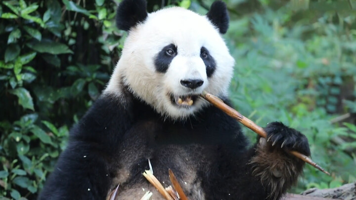 [Panda] Ayah Xiaohehua yang tampan!