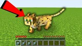 ถ้าเกิด!! ต้องมาใช้ชีวิตเป็น แมวป่า ตามหาเจ้าของ ในมายคราฟ... 🐱 (Minecraft)
