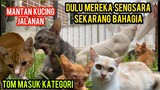 Momen Bahagia Kucing-Kucing Cats Lovers Tv Yang Dulu Mereka Menderita..!