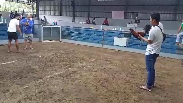 melsim vs bulik rebanse