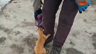 Apa yang terjadi dengan musang?