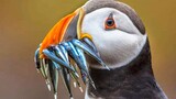 [Động vật] Cách 20 loài chim khác nhau mớm mồi cho con