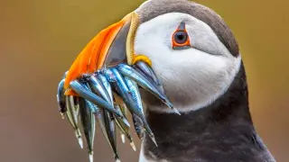 Animal Video | How Different Birds Feed Their Babies