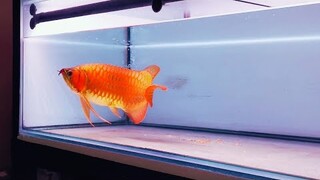 7 Best Types of Super Red Arowana | Amazing Asian Arowana Fish