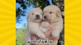 เพื่อนขนปุย : น่ารักเกินต้าน