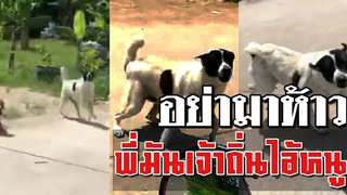 อย่ามาห้าวพี่มันเจ้าถิ่นไอ้หนู!! ไล่มาไล่กลับไม่โกง(ขออภัยคลิปเก่าเล่าใหม่แก้ไขตามกฎ ดูแล้วผ่าน)