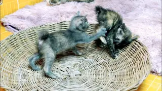 Baby kittens have a fight wrestling in the basket for the first time