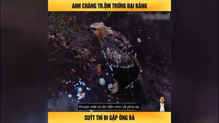 Anh chàng trộm trứng đại bàng, suýt thì đi gặp ông bà - Review review top trending tiktok