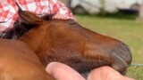 [Ngựa] Đây là dấu hiệu cho thấy ngựa hoàn toàn tin tưởng vào chủ nhân của nó!