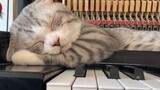 (บรรเลงเพลง) แมวทำไมนอนเก่งกว่าหมู (เปียโน-Song from a secret garden)