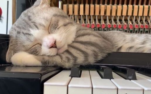 Piano - Song from a secret garden | Sao mèo còn ngủ nhiều hơn lợn?