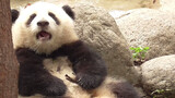 [Panda He Hua] Gemes Pengen Bawa Pulang