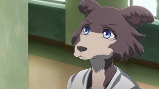 Beastars บีสตาร์ ภาค1 ตอนที่12 พากไทย จบ