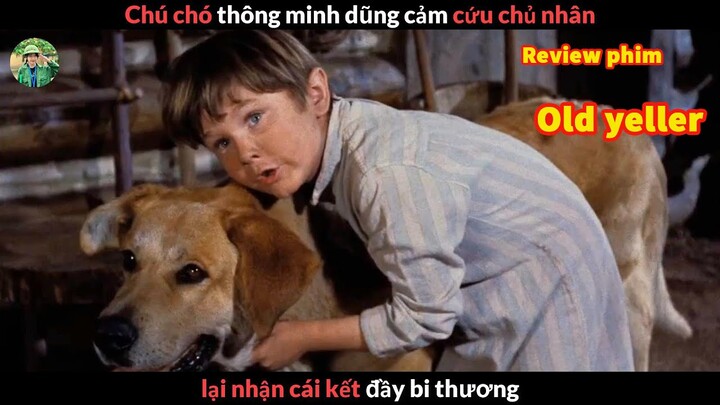 Chú Chó Dũng Cảm và cái kết đầy Bi Thương - review phim old yeller