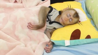 Adorable Baby Monkey Maku Sleeping Very Well After Mom Cleaning Ear For Him