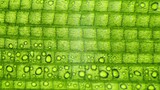 Time lapse of photosynthesis through microscope.