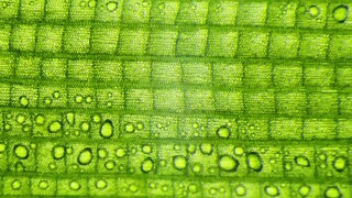 Time lapse of photosynthesis through microscope.