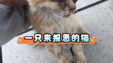 外卖小哥送餐路上救了一只流浪猫，没想到长大后变成了梦中情猫！