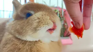 Animal Video | Cute Rabbit Enjoying Strawberries