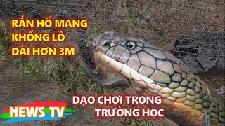 [Chill With News]. Rắn Hổ Mang khổng lồ dạo chơi trong trường học