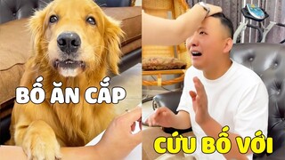 Gia Đình Lốp | PAPA Dám Ăn Trộm Socola của LỐP và cái kết 😂 Gâu Đần Official