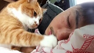 The alarm clock will not be necessary when you have CATS - Cute Cat Wake Up Owner