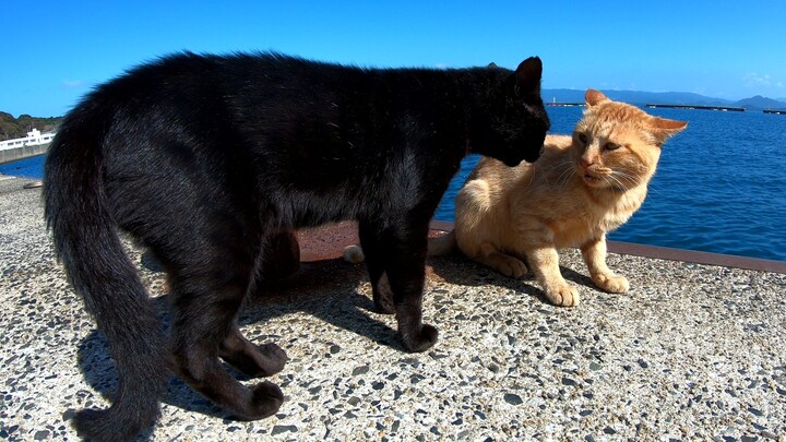 停止了在小猫岛吵架的太危险的小猫