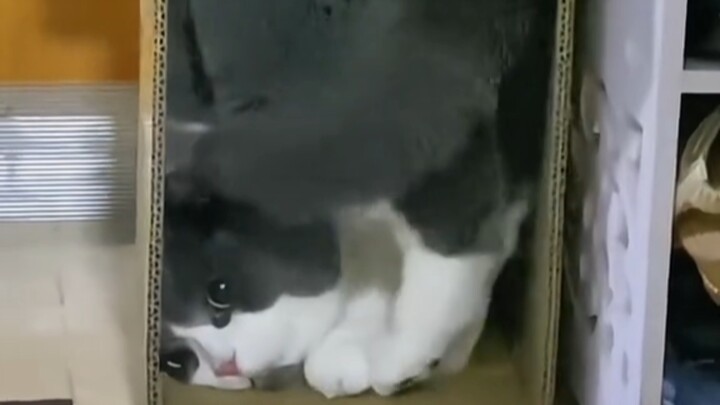 Mèo mập thích ngủ trong hộp