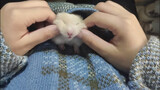 [Động vật]Hamster vàng dễ thương