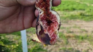 Super Red Hybrid Fig - August 1, 2020