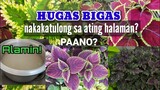 Paano nakakatulong ang hugas bigas sa halaman /hugas bigas para sa halaman /mayana care /coleus care