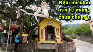 Câu Truyện Rắn Báo Oán . Ngôi Miếu Rắn Hổ Mang Chúa Bị Bắt| Săn Bắt Ẩm Thực Vùng Cao